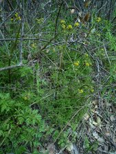 Lomatium utriculatum Plant